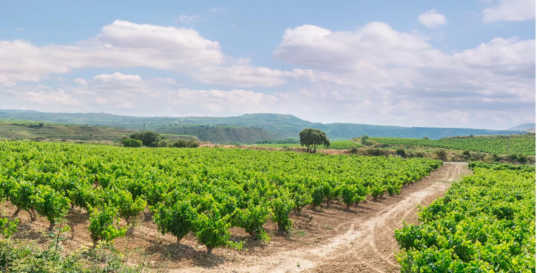 Vineyard in the plot of La Cicatrera
