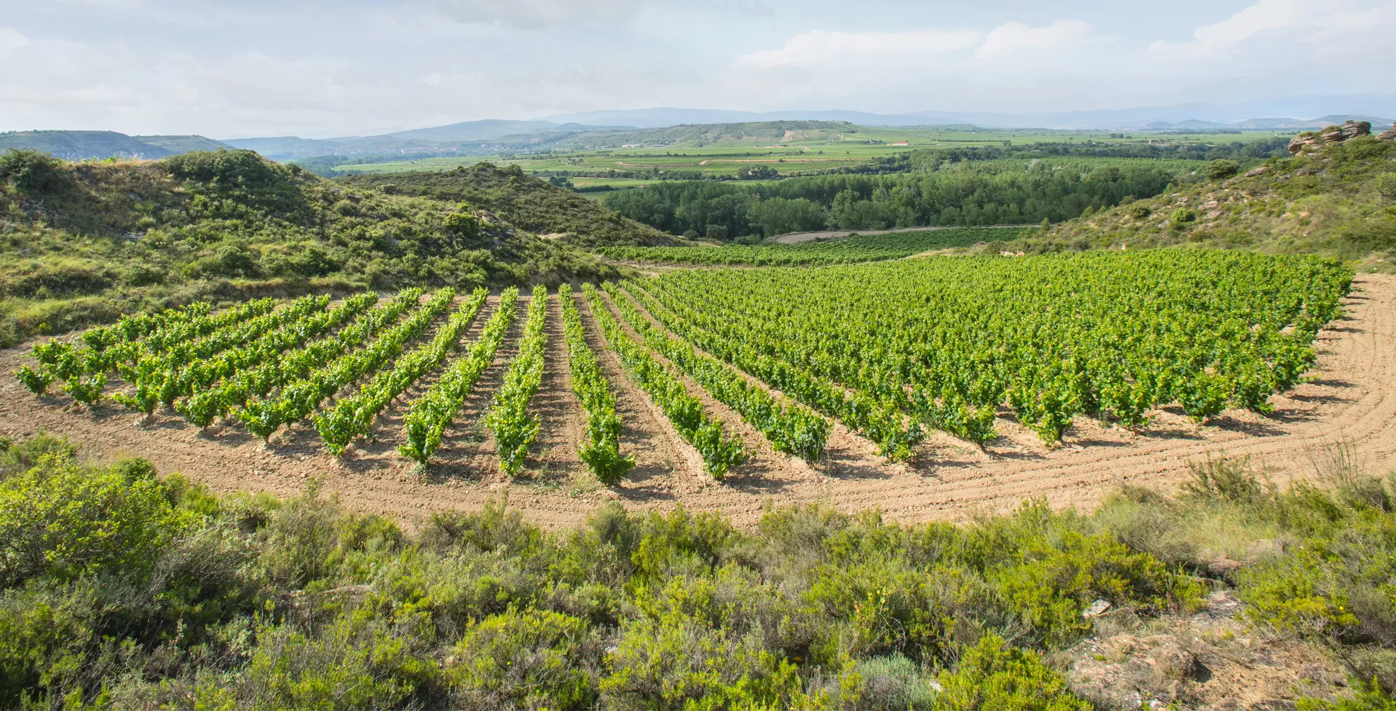 Vineyard in the Carralaguardia plot of Bodegas Altún