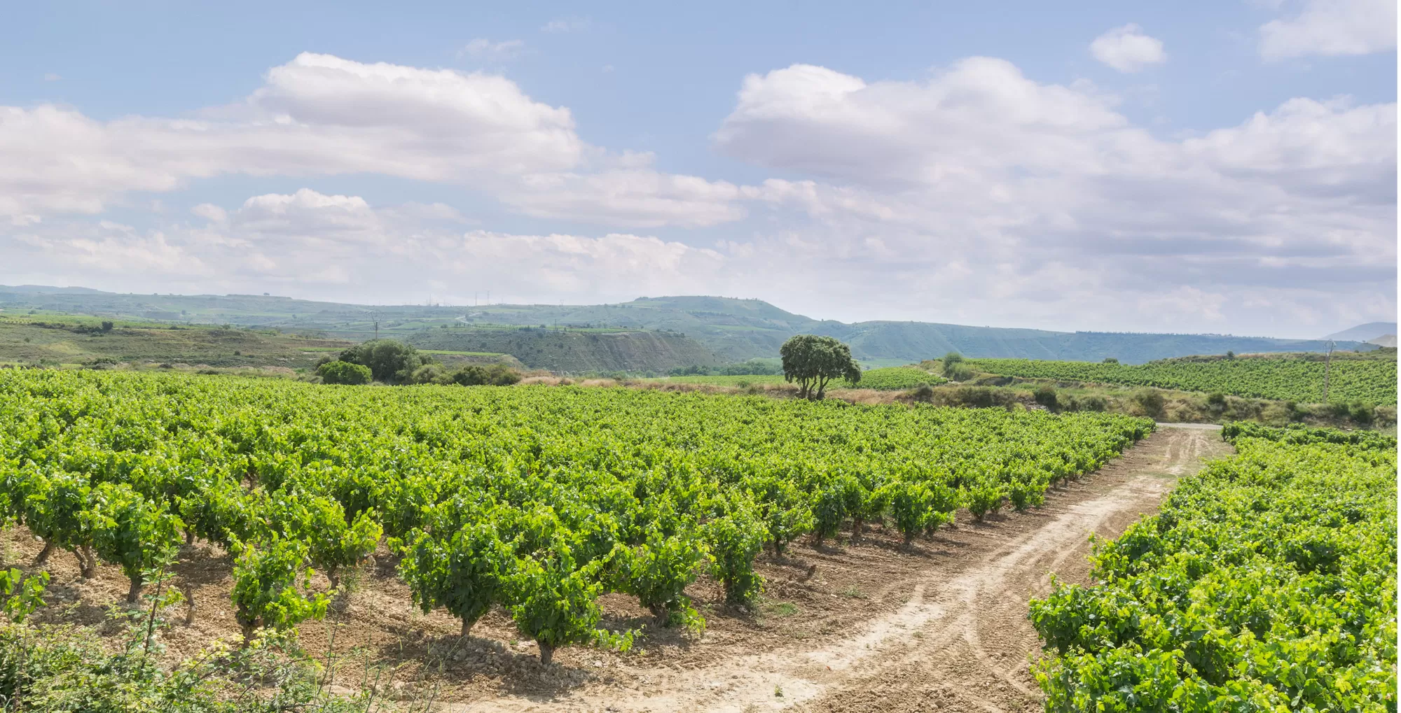 Vineyard on the La Cicatera plot of Bodegas Altún