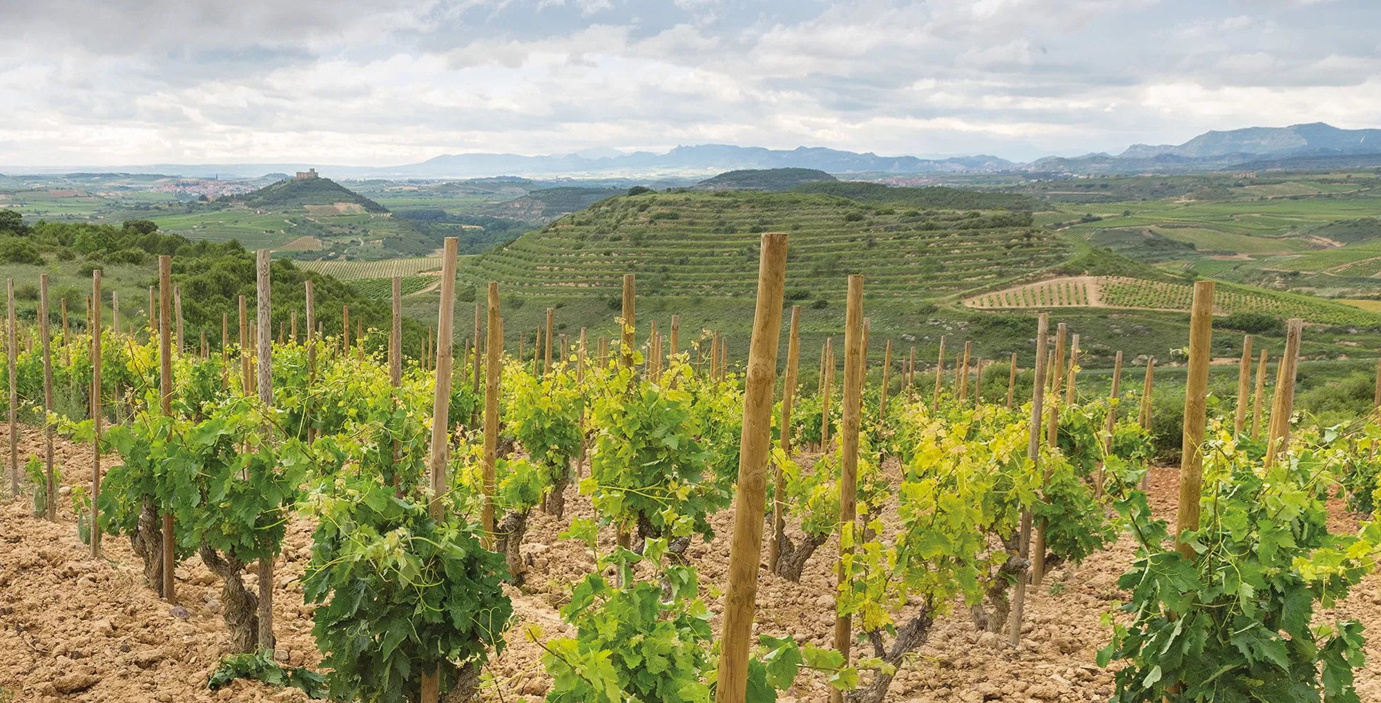 Vineyard in the Vistalegre plot of Bodegas Altún